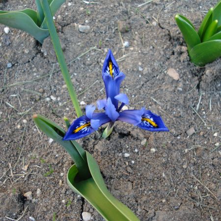 iris reticulata harmony